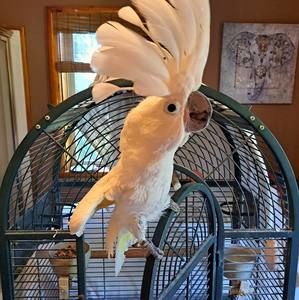 Meet your Posher, Cindy